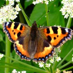Bringing Butterflies to the Backyard