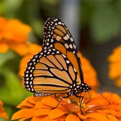 Butterfly with black and orange wings on yellow flowers