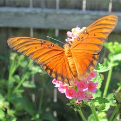 Orange butterfly perched on pink flowers