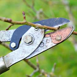 Pruning shears cutting a small tree branch