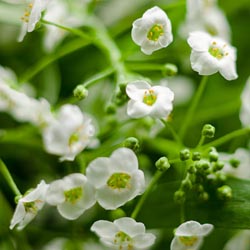 Purple and white flowers growing near a wooden fence