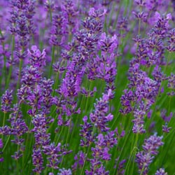 Choosing Evening Plants for Fragrance, Color and More