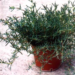 Purple flowering plant in a garden bed