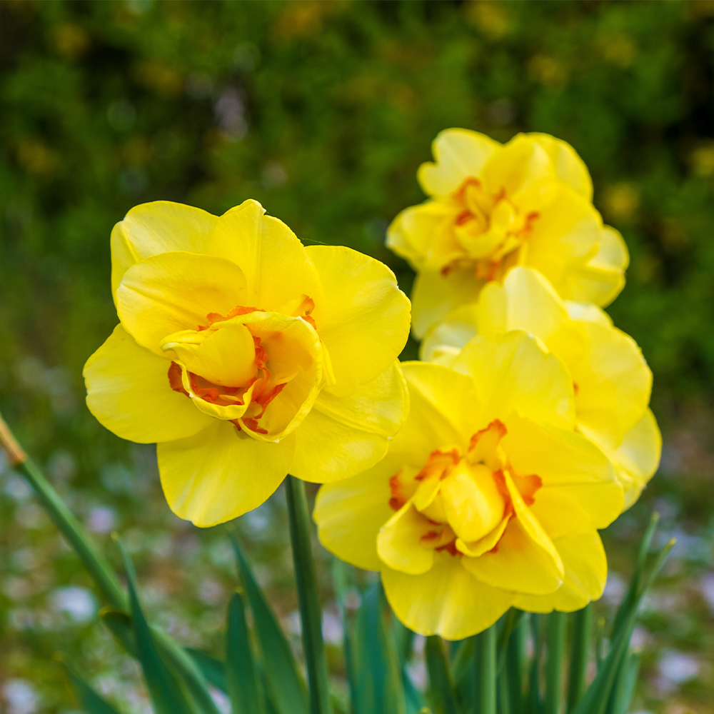 Daffodils