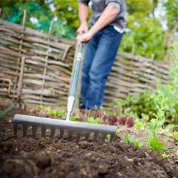 Gardener using a hoe to till and prepare soil in a garden bed