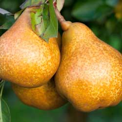 Pair of ripe yellow pears hanging from a tree branch