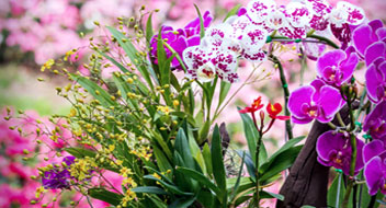 Preview Image for In The Greenhouse