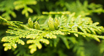 Preview Image for In The Nursery