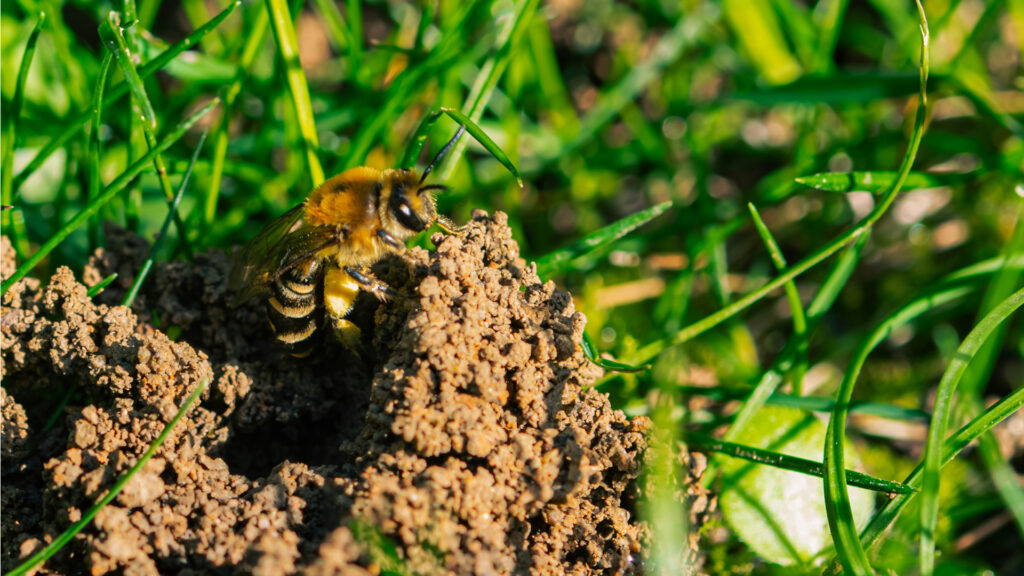 How to Help Queen Bumblebees