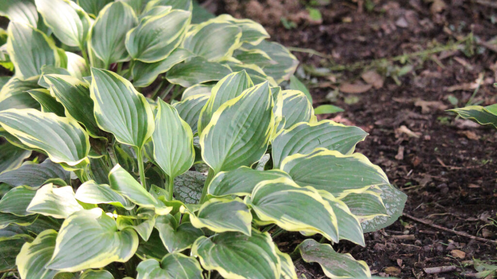 March Garden Momentum