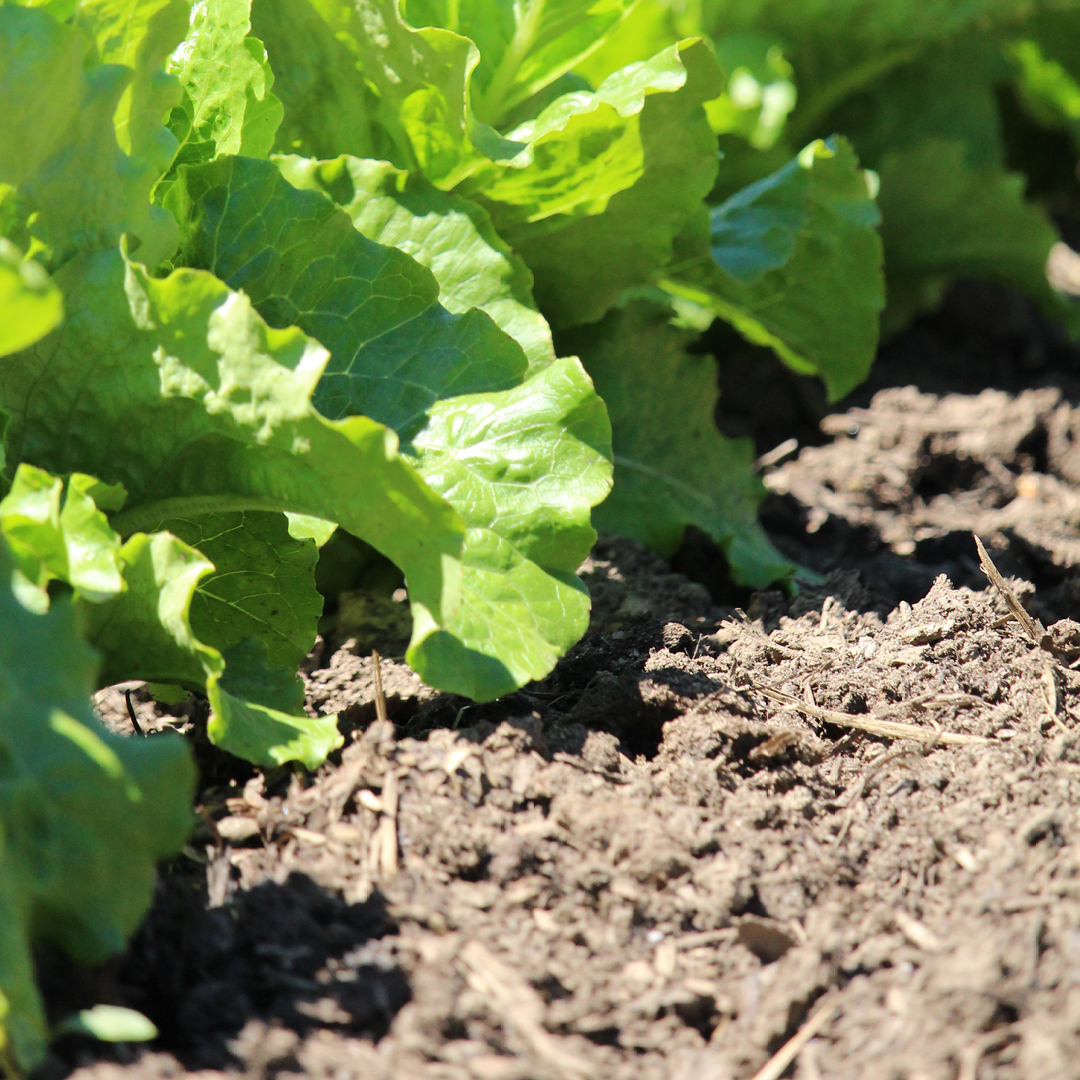 early spring garden checklist